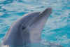 dolphin11.jpg (11797 bytes)