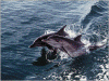 dolphin1.gif (217973 bytes)