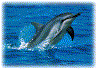 dolphin3.gif (65536 bytes)